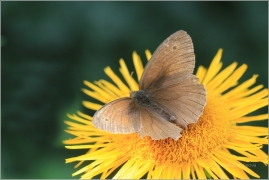 <p>OKÁČ LUČNÍ (Maniola jurtina) ---- /Meadow brown - Großes Ochsenauge/</p>